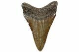 Juvenile Megalodon Tooth - South Carolina #312104-1